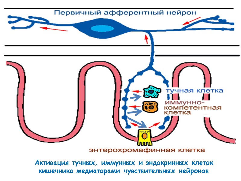 Активация тучных, иммунных и эндокринных клеток кишечника медиаторами чувствительных нейронов